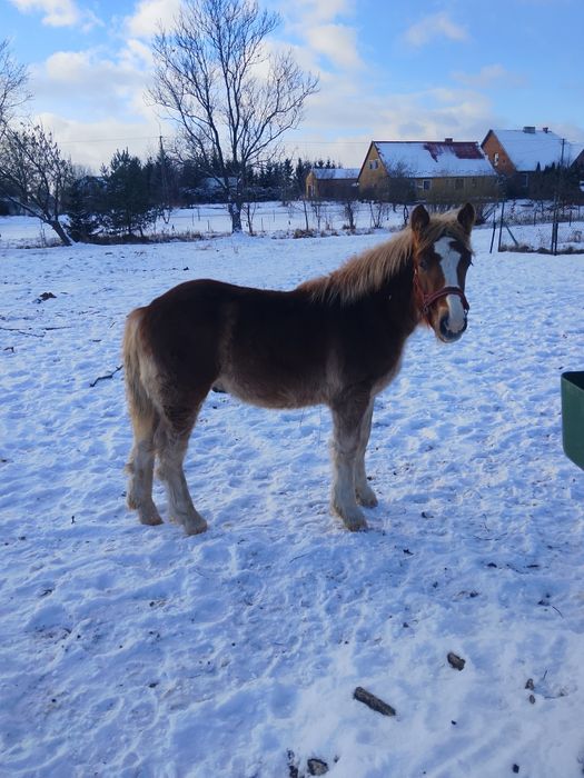 Sprzedam ogierka zimnokrwistego