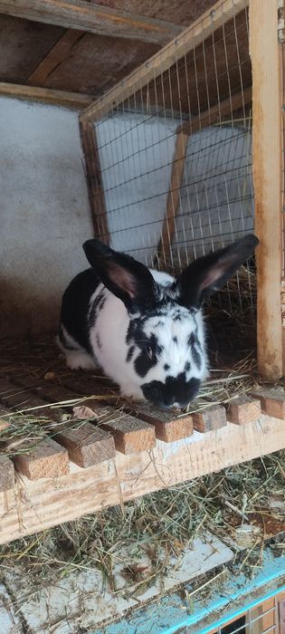 Продам кролів ціна