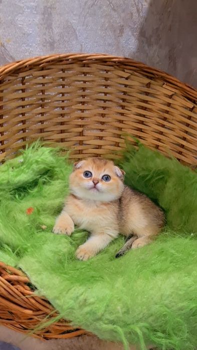 Невероятно красивые и ласковые