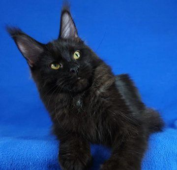 Домашня Пантера, кошенята Мейн кун