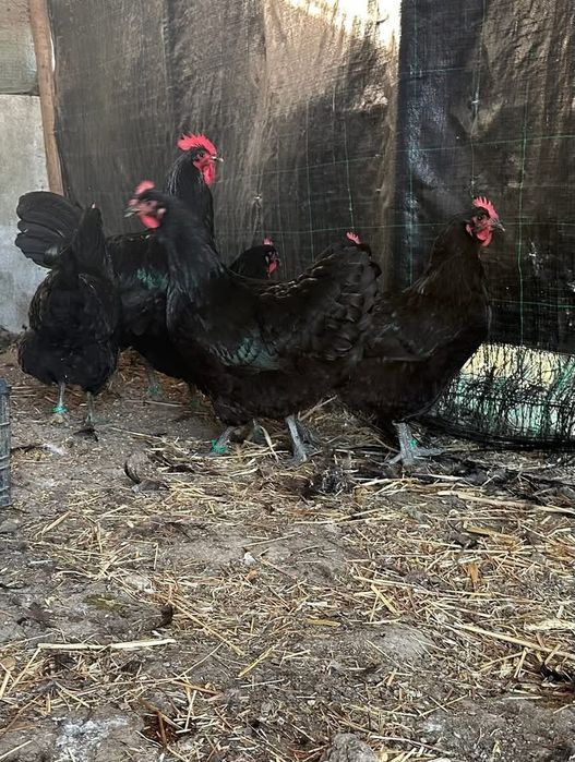 Jersey gigante Negro