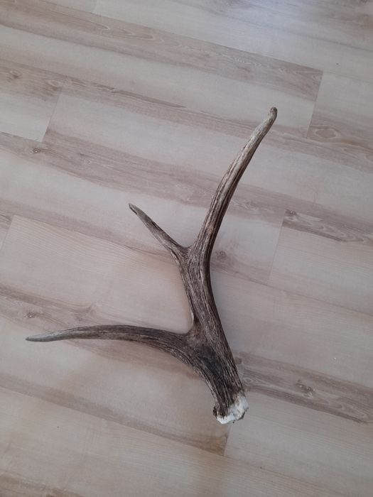 Poroże, zrzut 2022r.