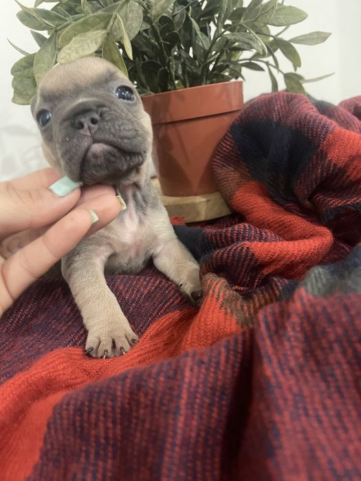 Filhote de Bulldog Francês - Blue Fawn