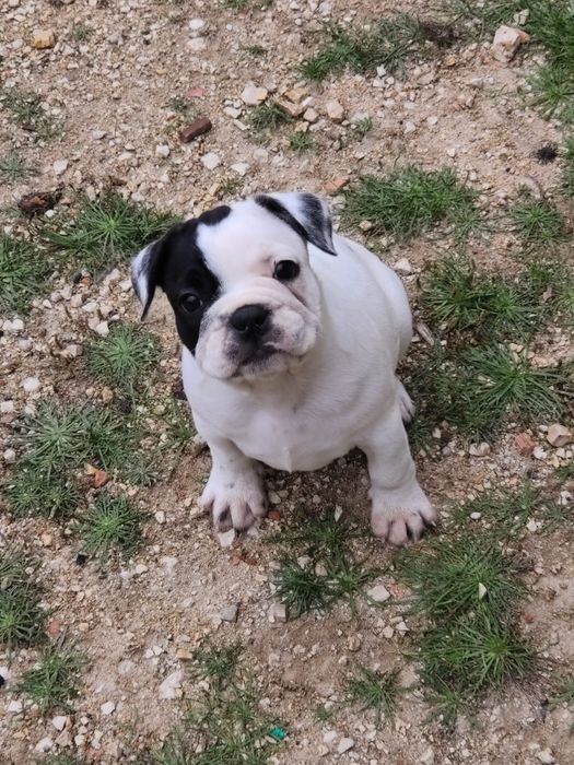 Bulldog francês fêmea