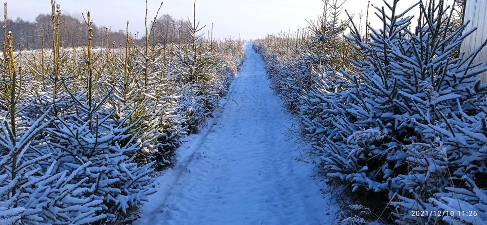 Plantacja choinek , świerk srebrny , jodła kaukaska