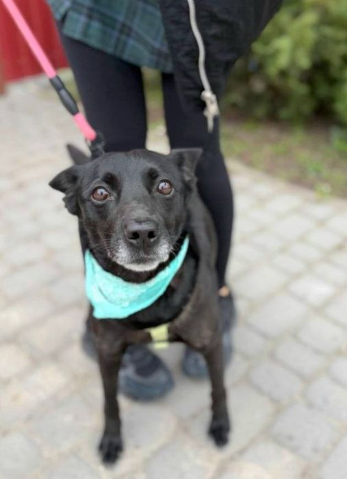 Дві собачки, молоді , щеплені , стерилізація