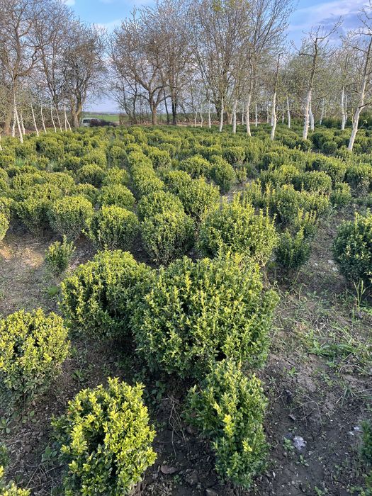 Самшит  бордюрний ,кулі самшит.