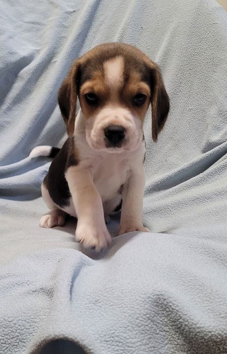 Beagle macho bebé