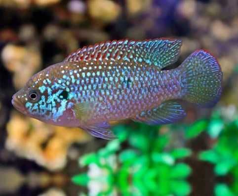 hemichromis lifalili blue czerwieniak lifalili blue