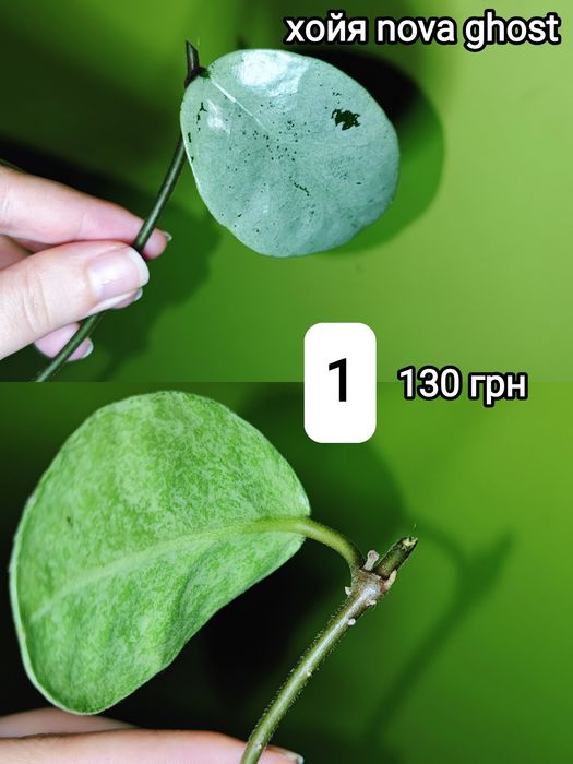 хойя burtonie ds70 variegated, крімсон квін, супер сільвер ескімо, nova ghost, філодендрон ring of fire, спатифілум Jessica x city of angels Indonesia