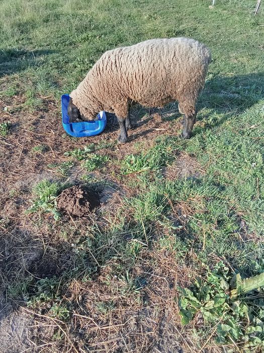 Carneiro suffolk puro certificado e cabrito anão