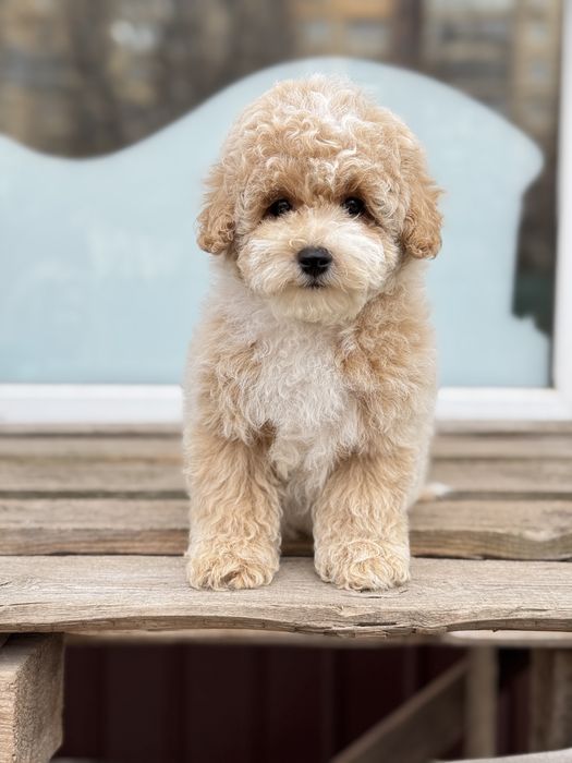 Мальтипу в типаже тедди кривой рог