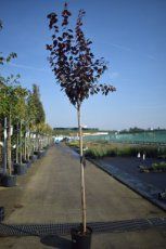 Śliwa Pissardii 200 cm Obwód 10-12 cm cena  280 zł
