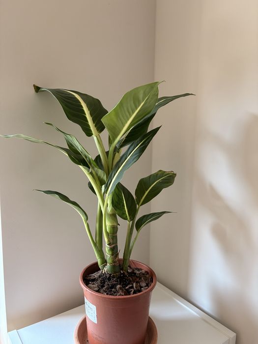 Dieffenbachia Green Magic