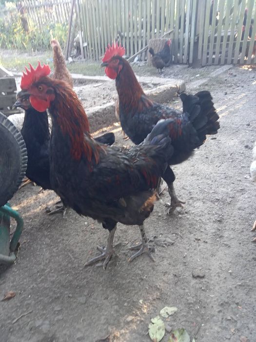 Півні, півники. Білефельдер Лівенська. Легбар. Маран