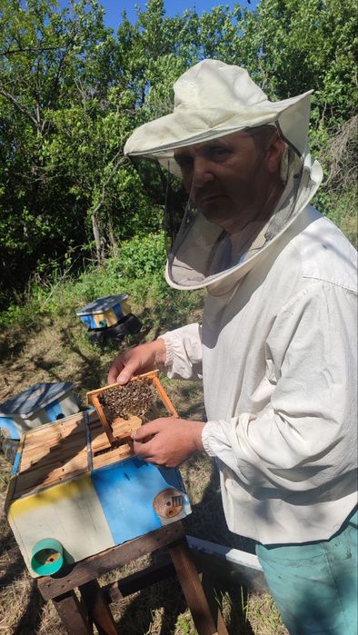 Бджоломатки Карніка!