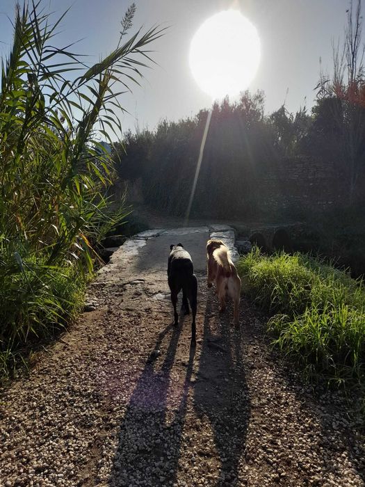 Petsitter, Passeios com experiência