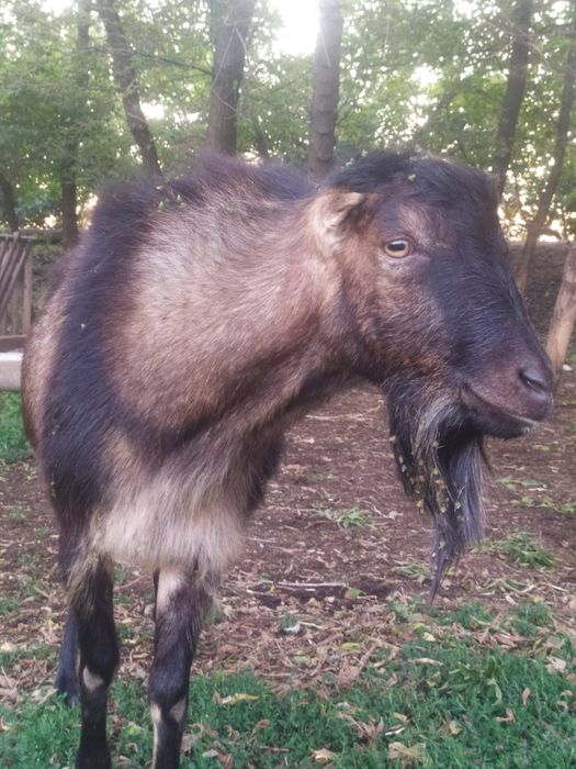 Продам цапи Ламанчі