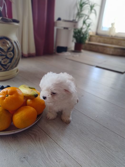 Міні мальтійська болонка мальтезеьтезе