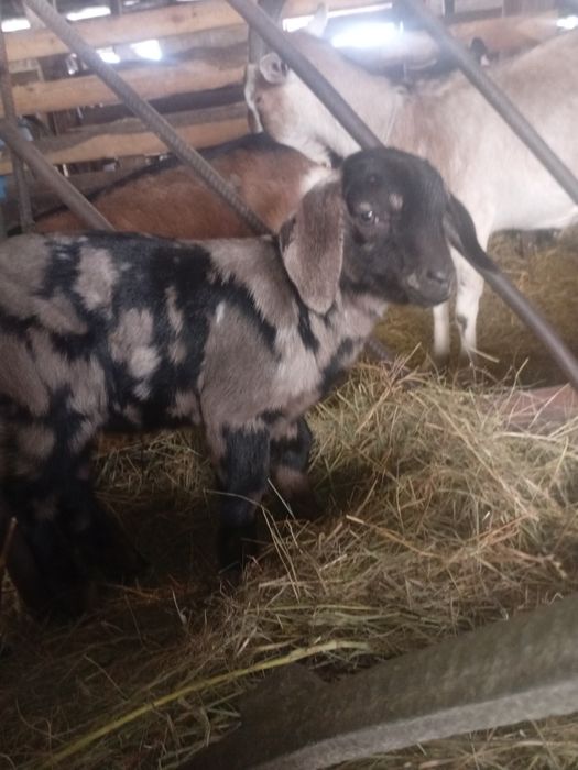 Ан/Нубійські козлики.