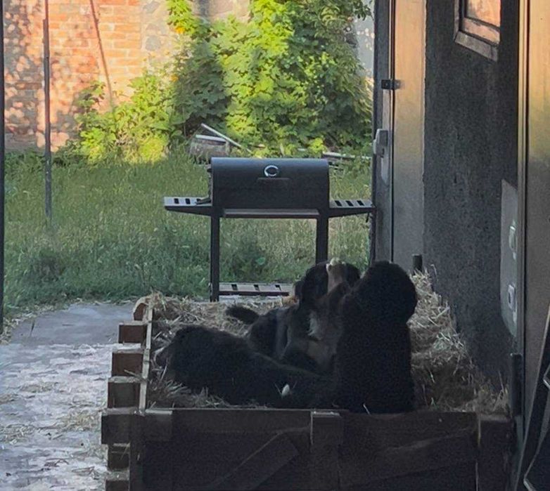 Бернський зененхунд Селіна