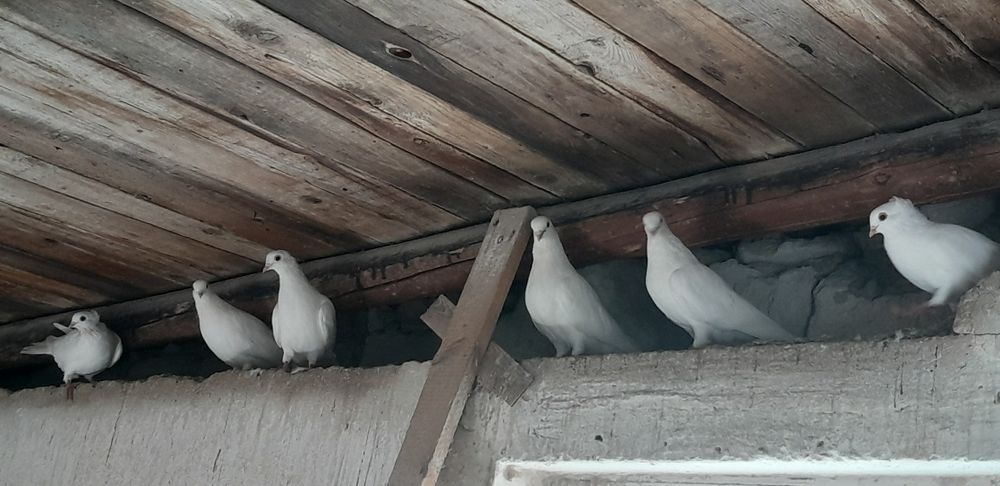 Gołębie białe 10 szt.