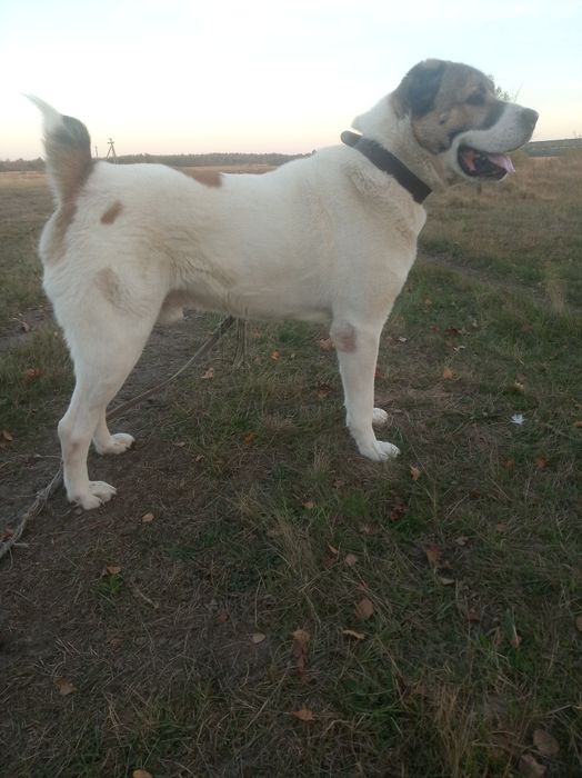 Алабай для в'язки