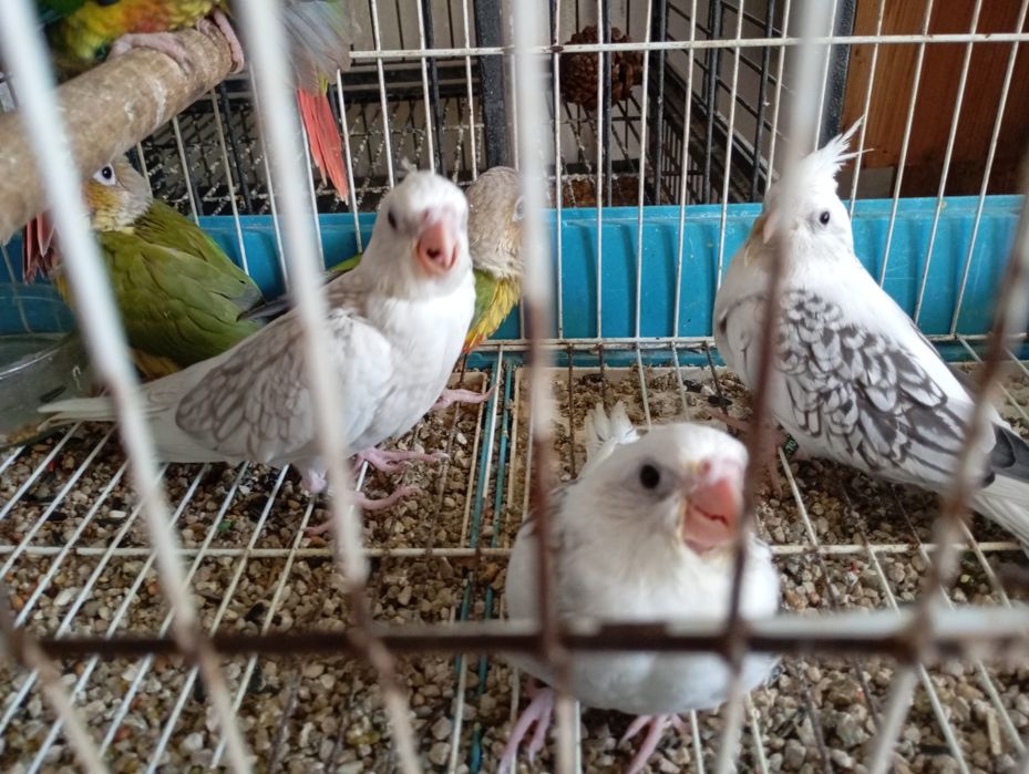 Caturras 2 papas