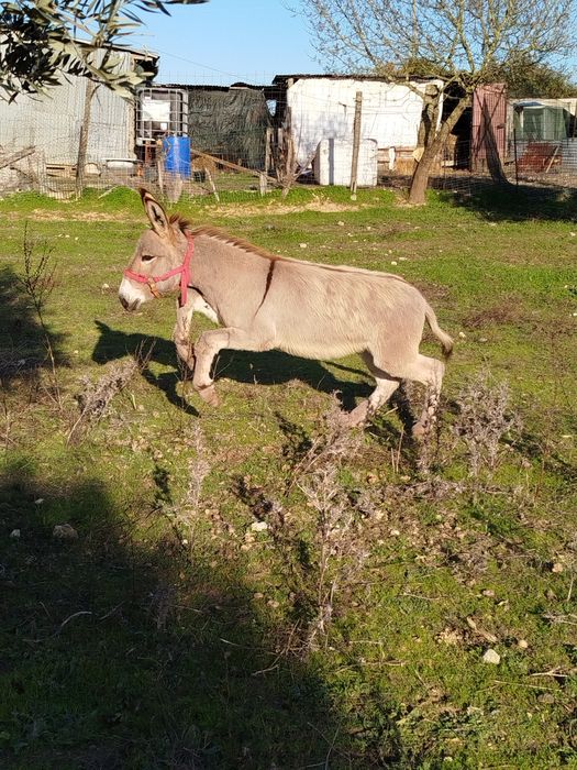 Segue para venda burrinho com sete meses