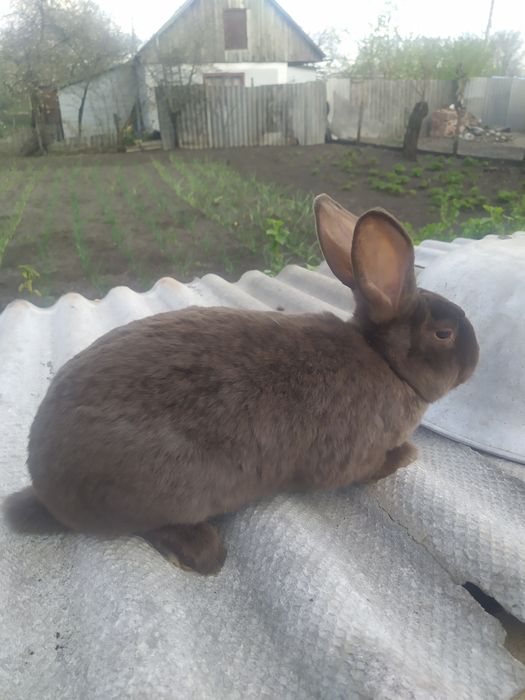 Продам кролі м'ясних порід