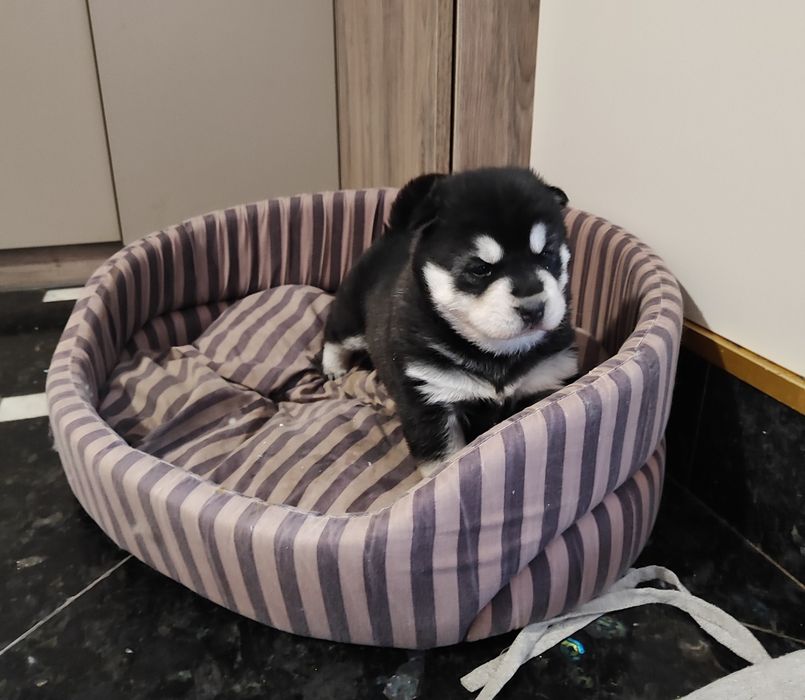 Продам це гарне чудо