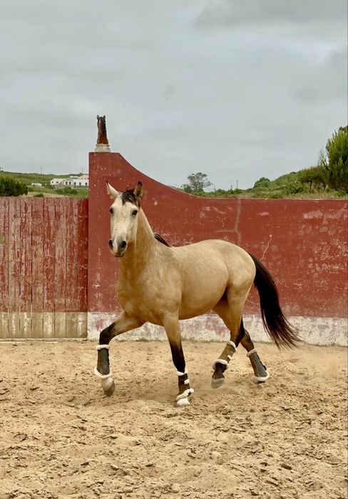Baio Lusitano 4  anos Montado