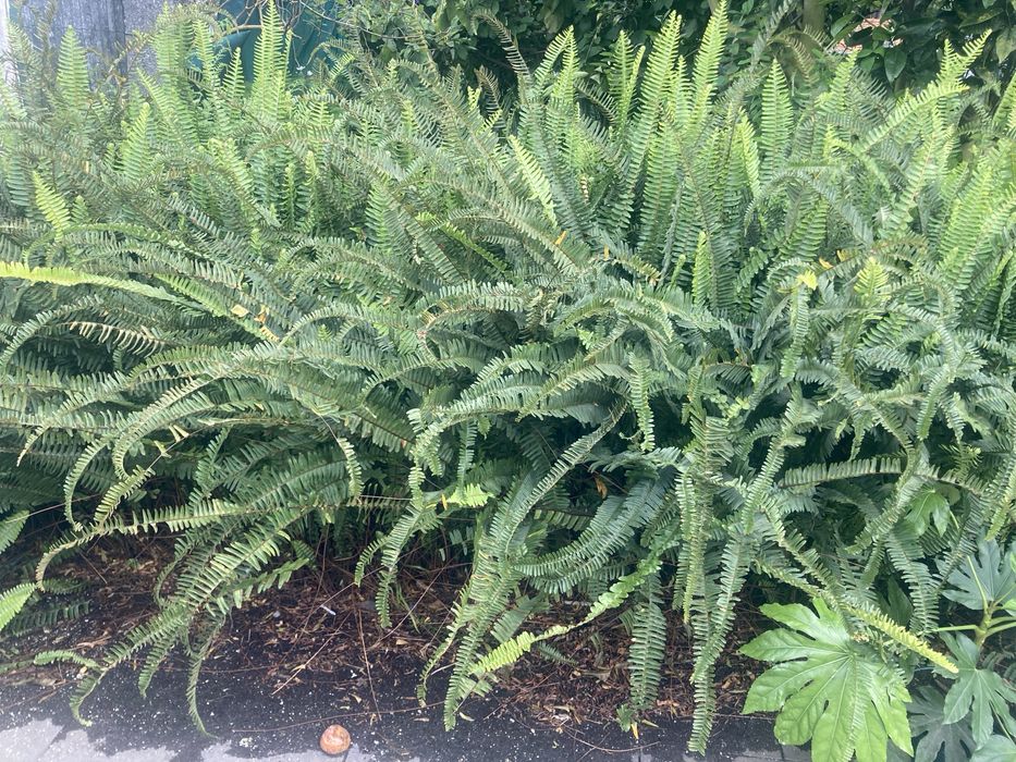 Fetas tipo samambaias