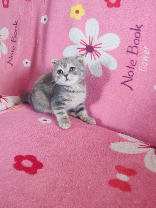 Бусинка Шотландская девочка