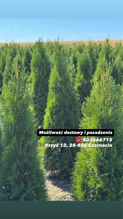 Gęsta Tuja Szmaragd 160-170cm Dostawa Sadzenie Producent
