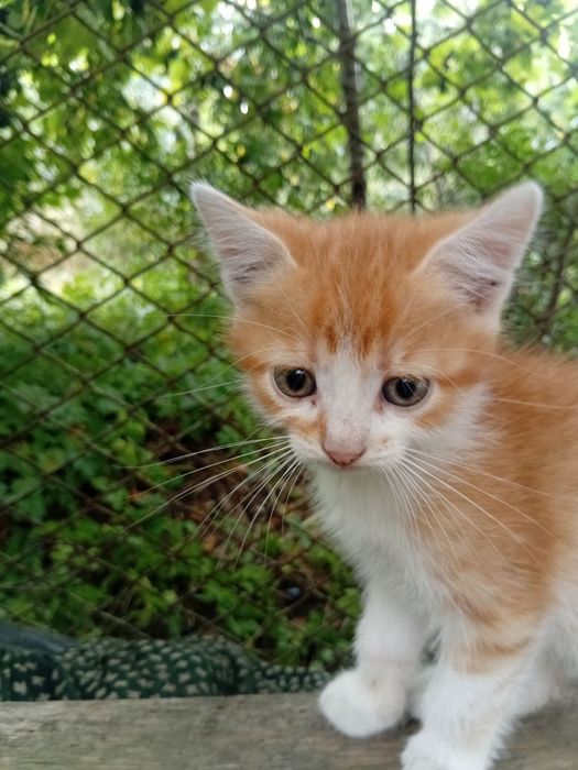 Кошенята в добрі руки