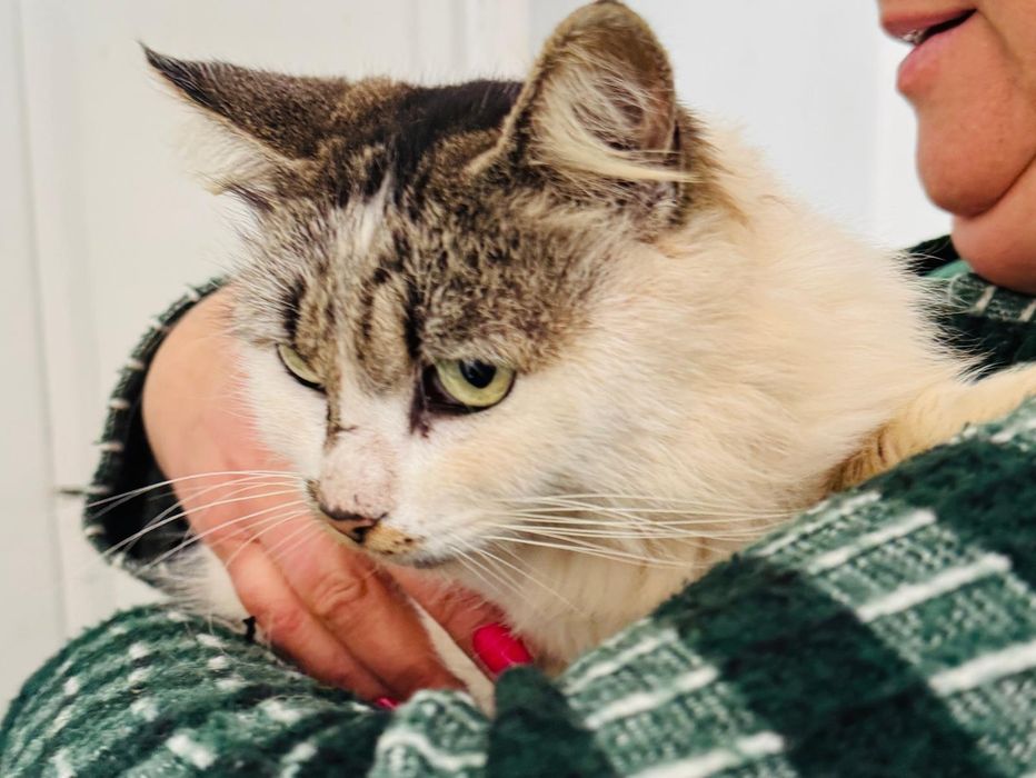 Gatinha de cerca de 2 anos