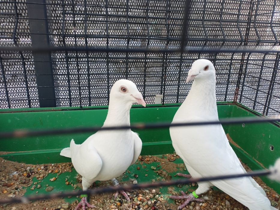 Białe pocztowe 2025