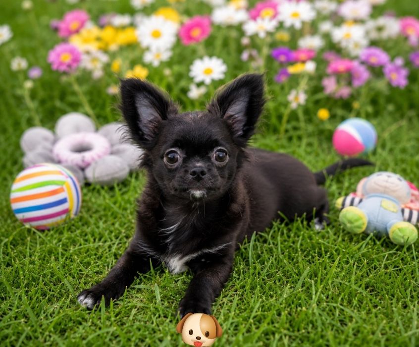 Chihuahua Macho de pêlo longo completamente vacinado
