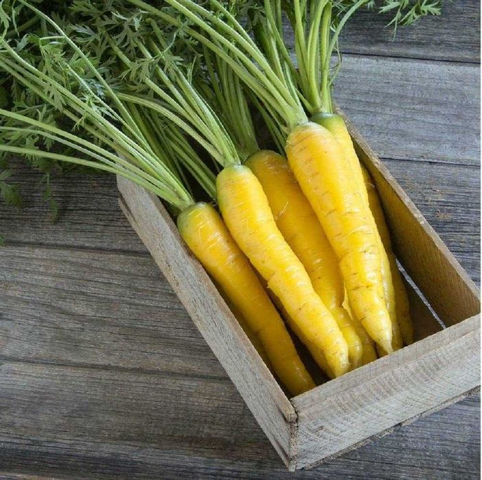 50 sementes de Cenoura Amarela - Daucus carota