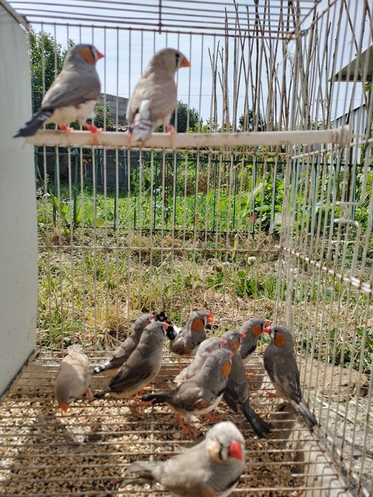 Mandarim  macho e fêmea