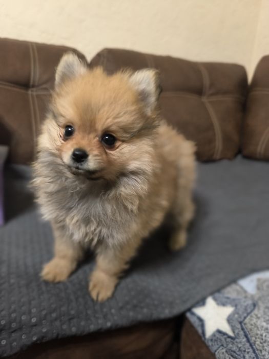 Красиві дівчатка шпіци