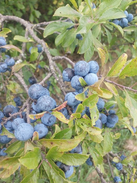Tarnina owoce świeże 5 kg zbiór Sudety/ Bieszczady