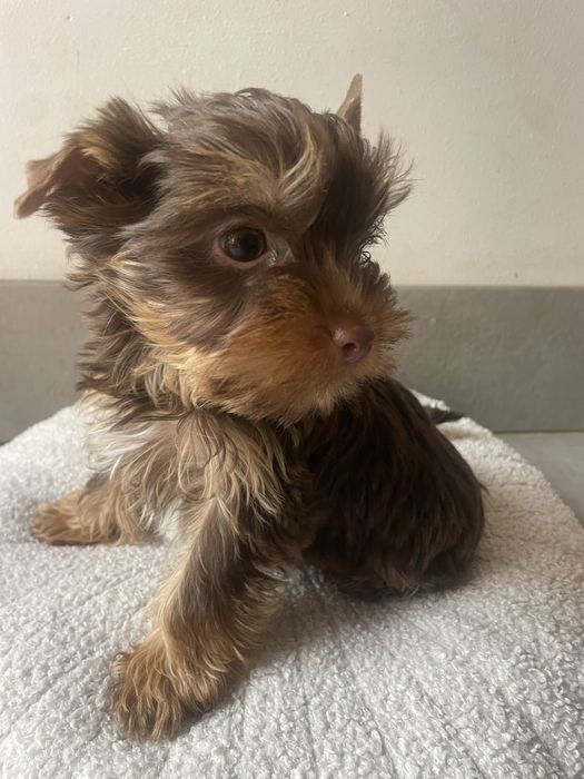Elvis   Choco&tan  piesek Yorkshire Terrier