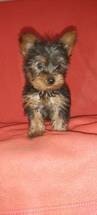 Yorkshire terrier