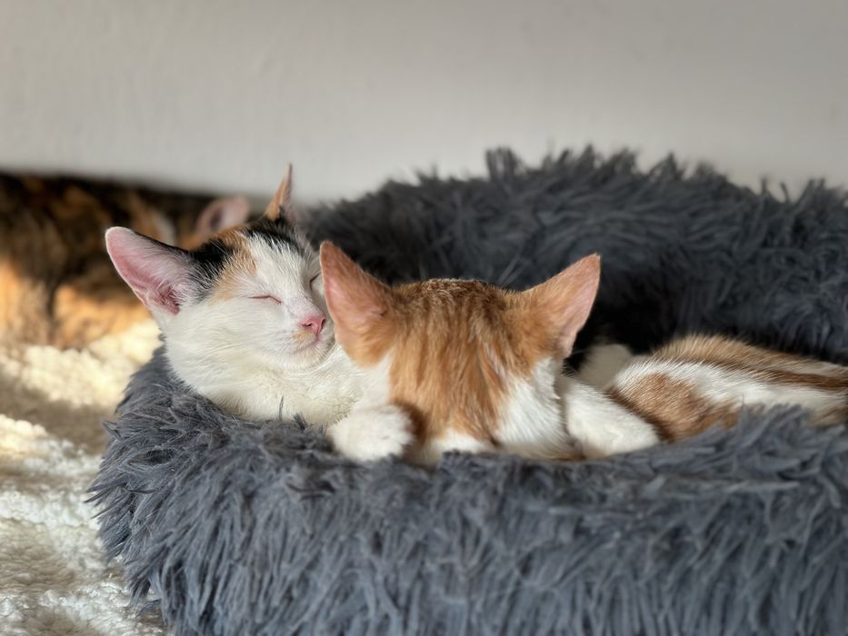 Cudowne rodzeństwo szuka domu