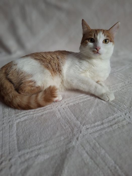Кастрированный бело-рыжий котёнок-подросток ищет дом! Котята в хорошие
