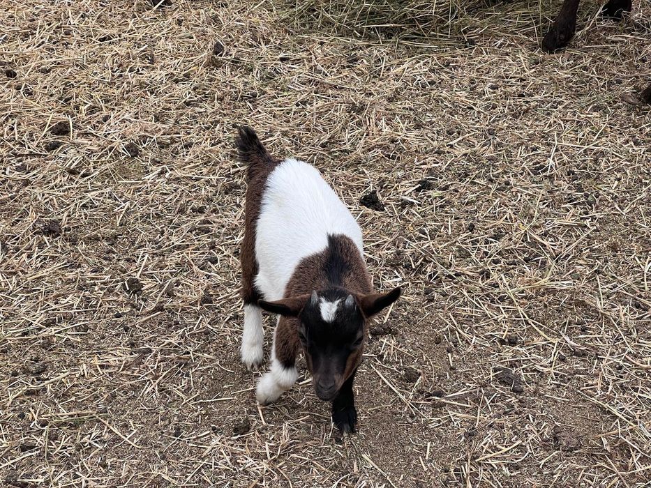 Vendem-se cabras anãs