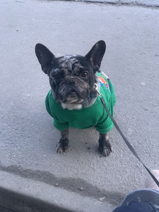 Шикарный мальчик Французик Арлекин дарк мерль ждет дам НА ВЯЗКУ!