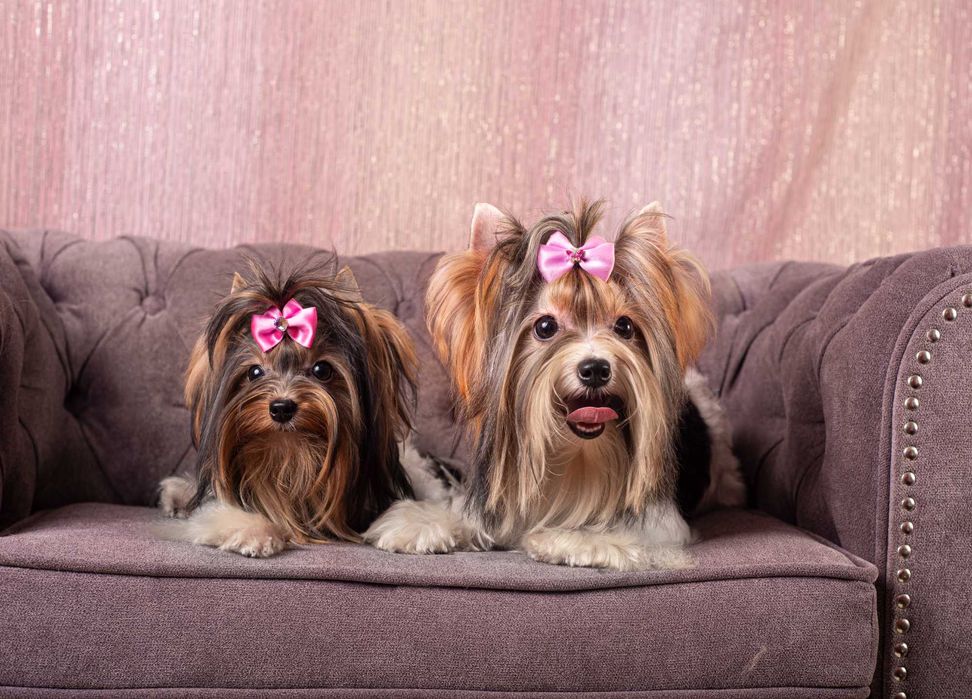 Мікро, Міні і Стандарт Бівер Йорк Тер'єрчики з професійого розплідника